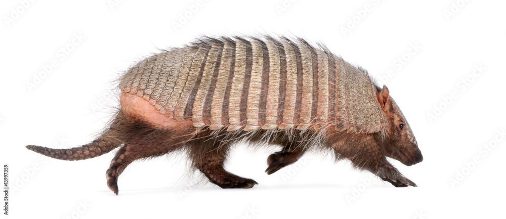 Armadillo - Dasypodidae - Cingulata Armadillo - Dasypodidae - Cingulata