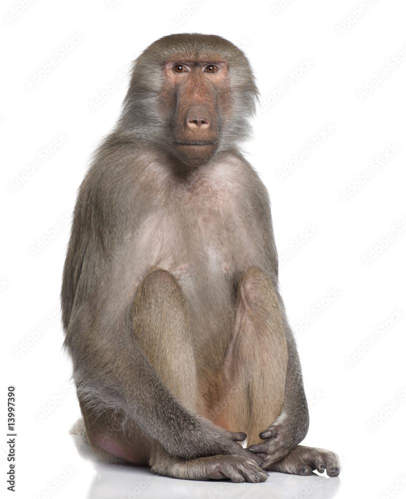 Fototapeta premium Baboon - Simia hamadryas