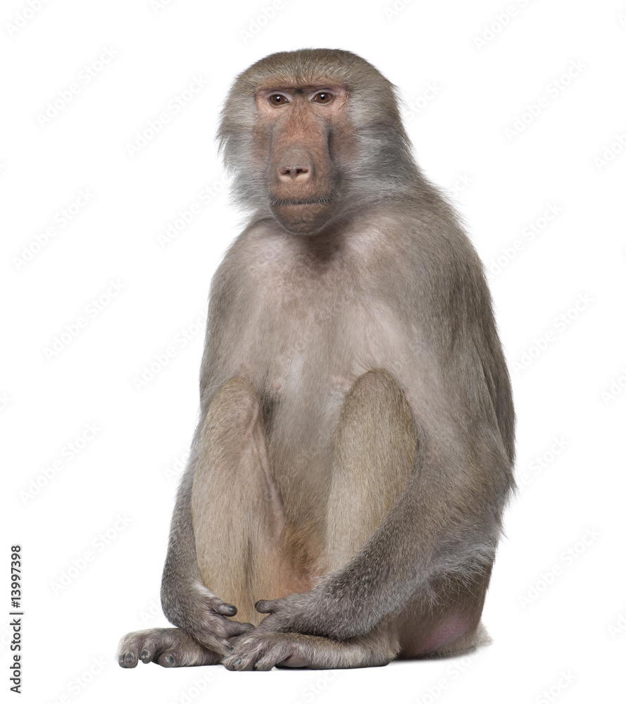 Fototapeta premium Baboon - Simia hamadryas