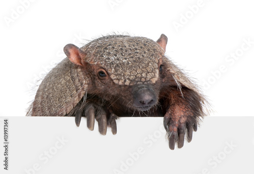Photos Armadillo going out from behind a blank panel