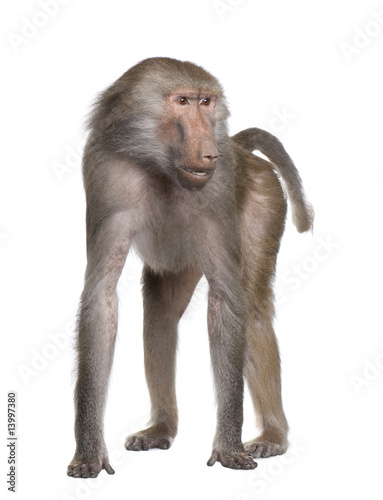 Baboon  -  Simia hamadryas photo