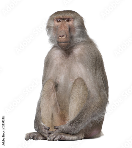 Baboon  -  Simia hamadryas photo