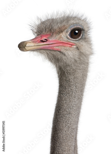 close-up on a ostrich's head