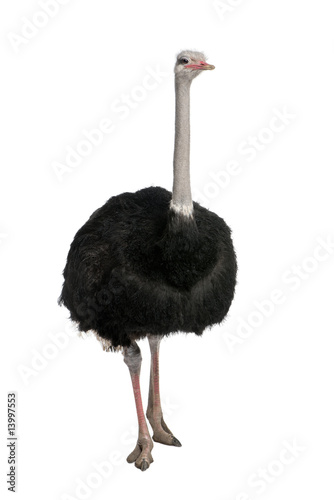 male ostrich - Struthio camelus