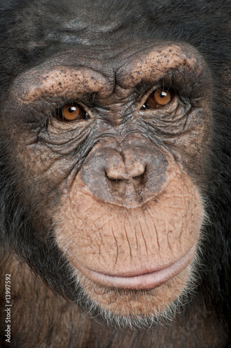 Close-up on a head of a Young Chimpanzee - Simia troglodytes (5