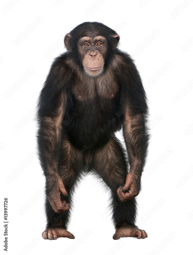 Naklejka premium Młody szympans stojący jak człowiek - Simia troglodytes (5