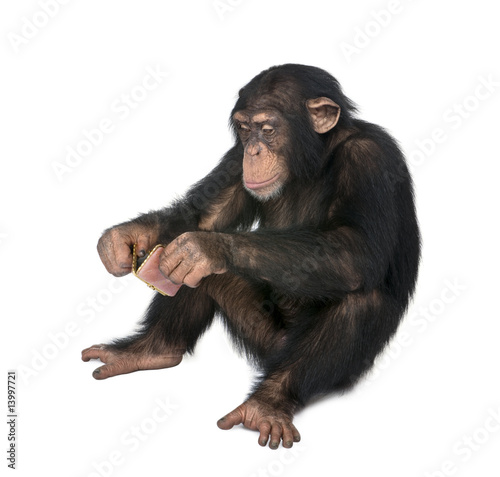 Young Chimpanzee looking at himself in a mirror - Simia tr
