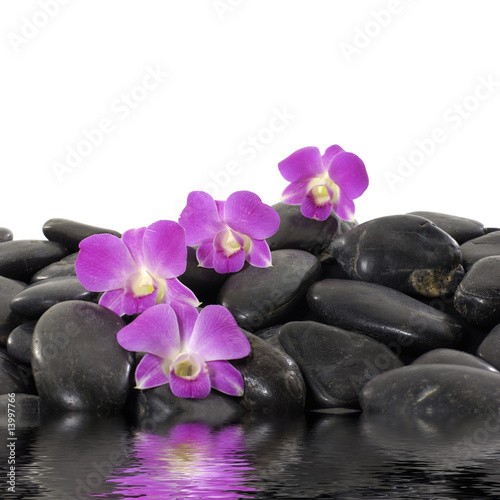 Purple orchid and black stones with reflection