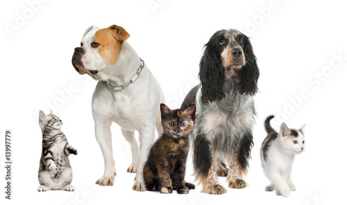 Group of pets : dogs and cats