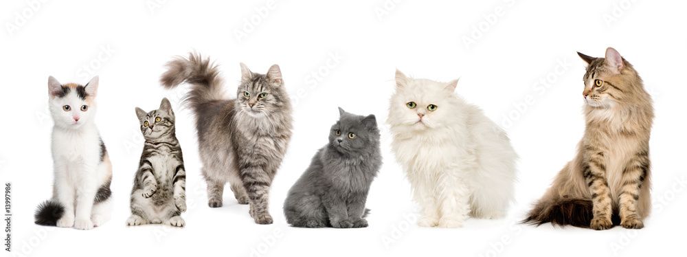 Naklejka premium Grupa kotów w rzędzie: kot norweski, syberyjski i perski