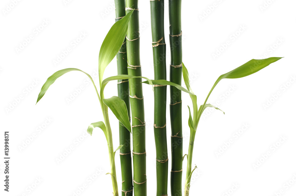 Fototapeta premium Bamboo shoots on white background