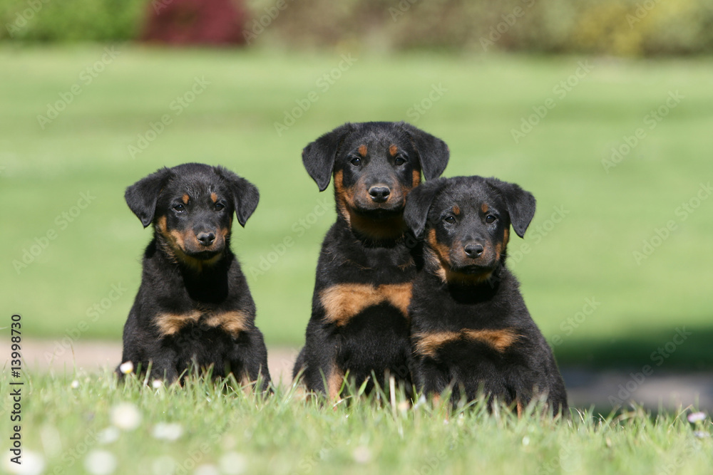 trois bergers de beauce chiots assis de face à la campagne trois bergers de beauce chiots assis de face à la campagne