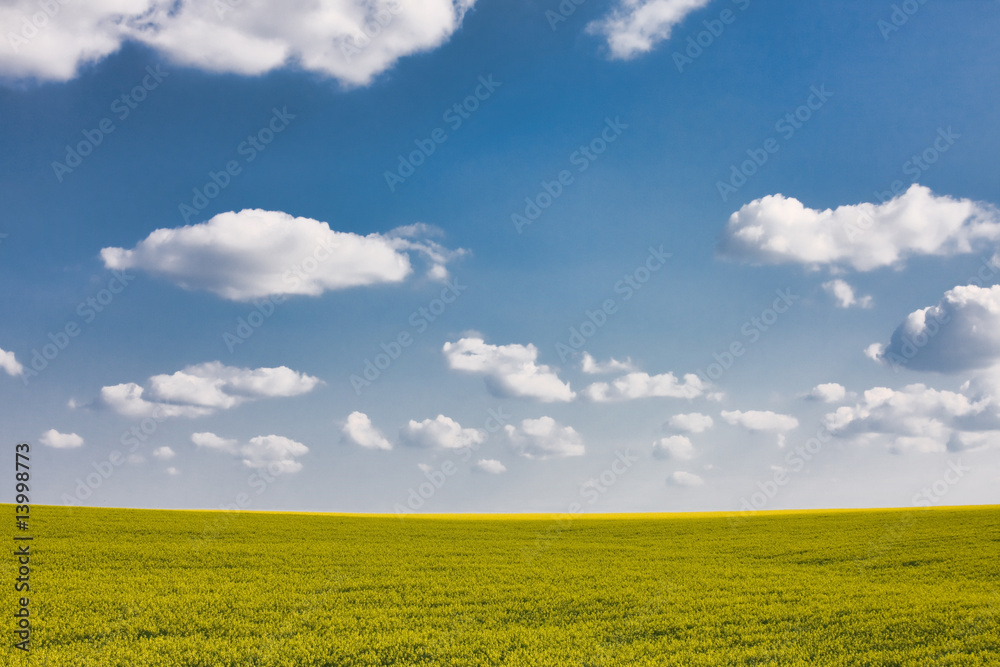 Rapeseed fields