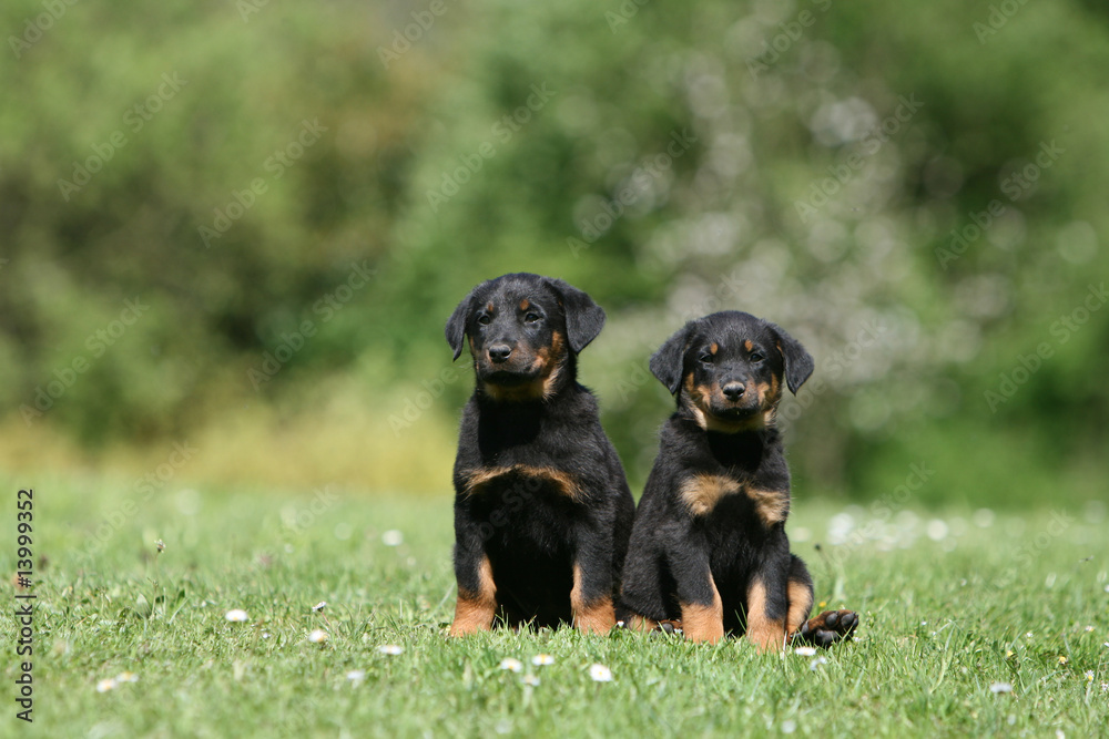 deux petits beaucerons assis de face l'un contre l'autre deux petits beaucerons assis de face l'un contre l'autre