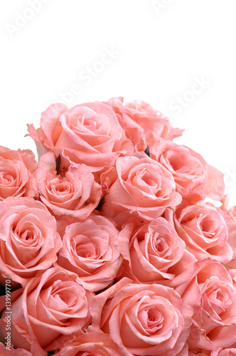 pink rose blossoms on white background