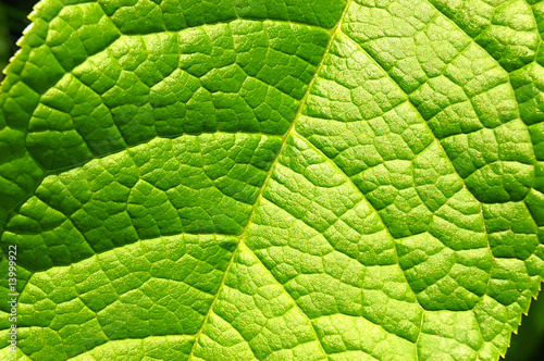 Green leaf