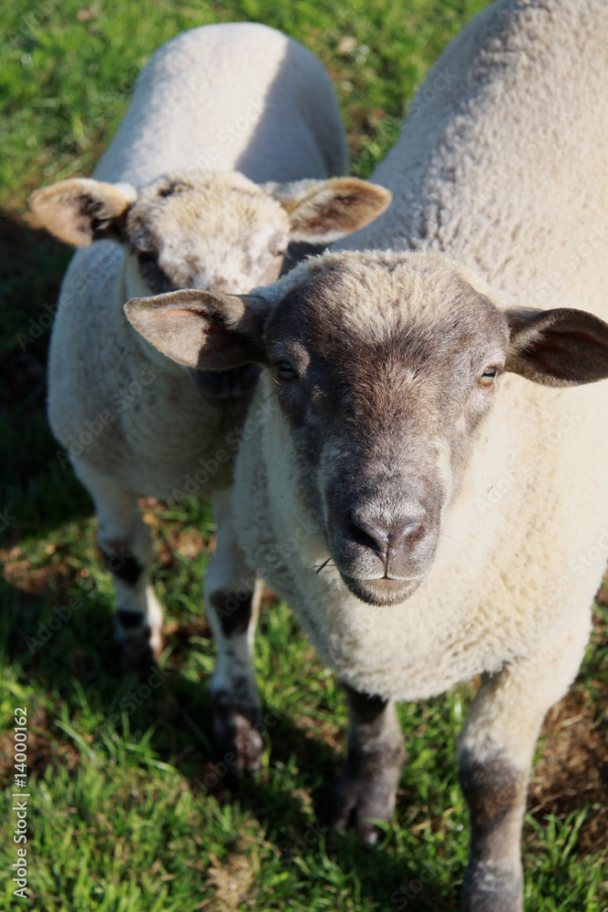 Obraz premium Agneaux