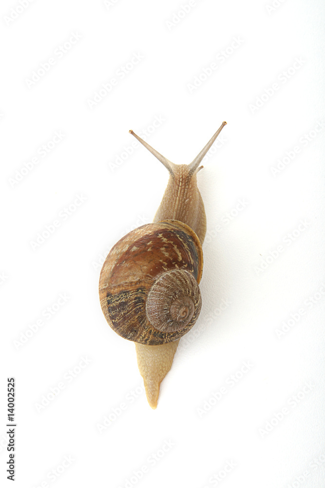 Foto escargot vue du dessus