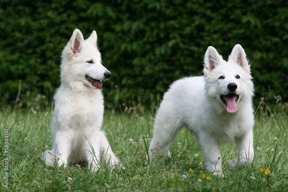 deux chiots bergers blancs ensemble assis à la campagne deux chiots bergers blancs ensemble assis à la campagne