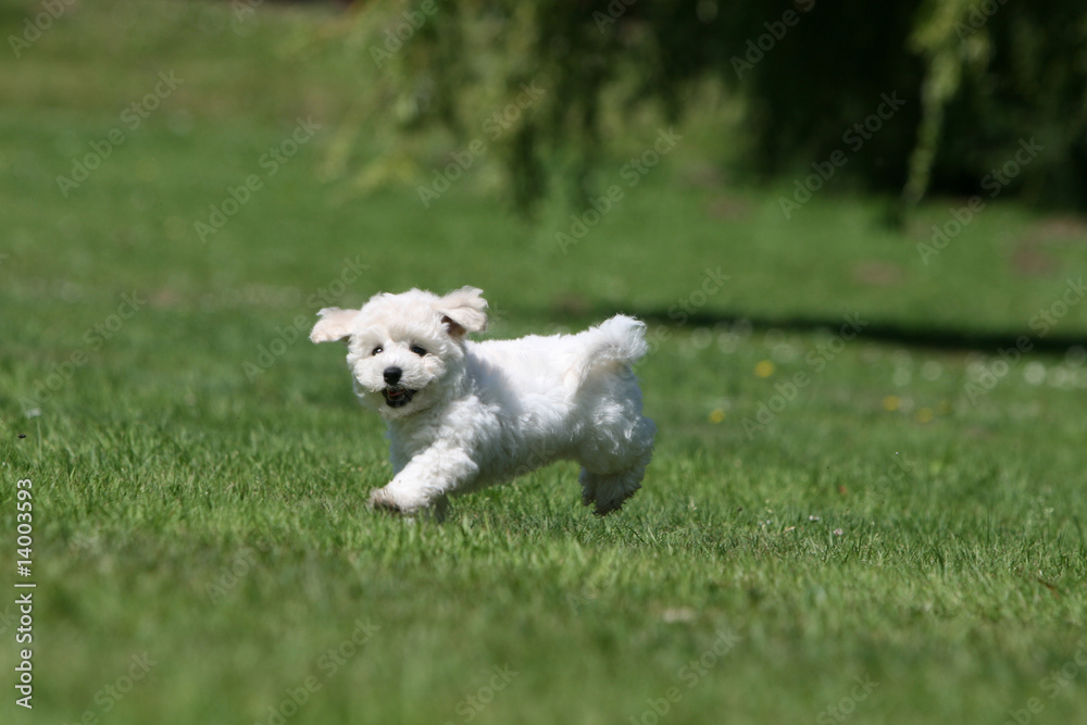 rigolo petit chiot bichon frisé sautillant dans le jardin rigolo petit chiot bichon frisé sautillant dans le jardin