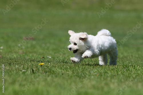joli petit chiot bichon frisé courant dans le jardin