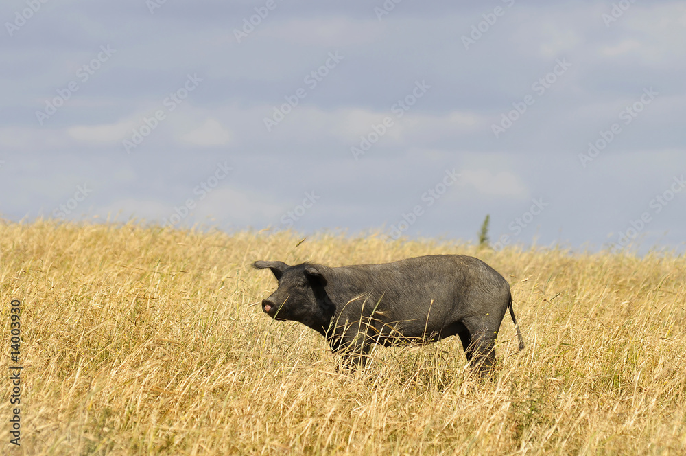 Fototapeta premium Pigs