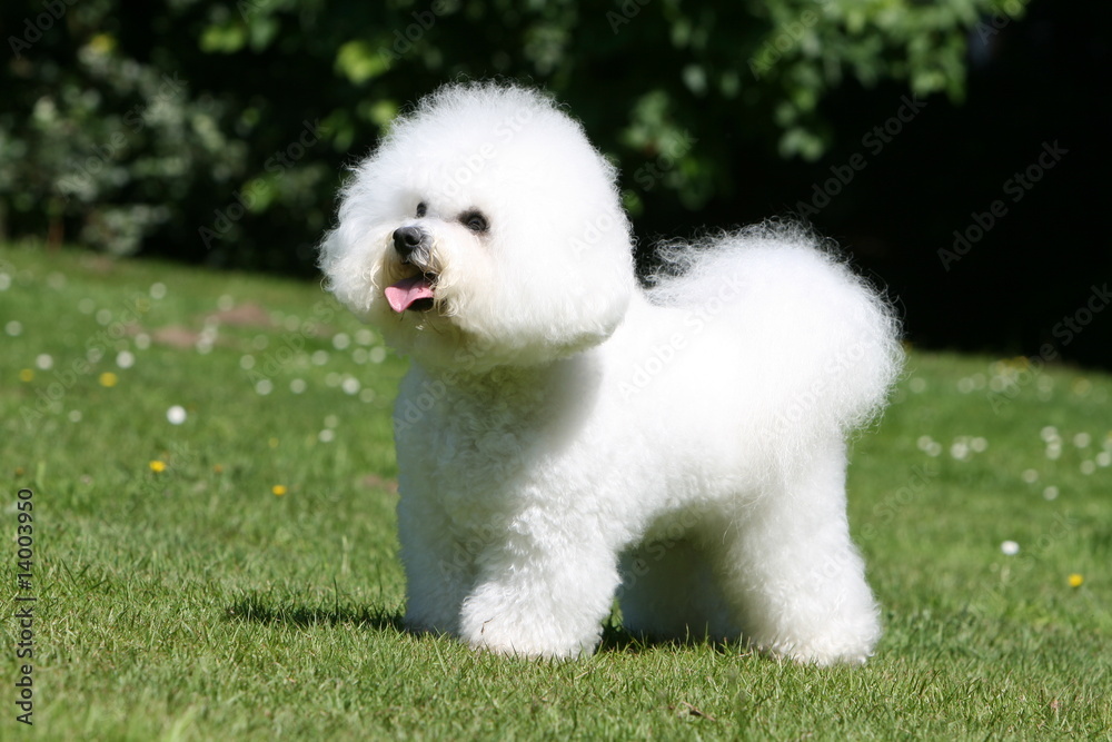 bichon frisé immobile tirant la langue dans le jardin en été bichon frisé immobile tirant la langue dans le jardin en été