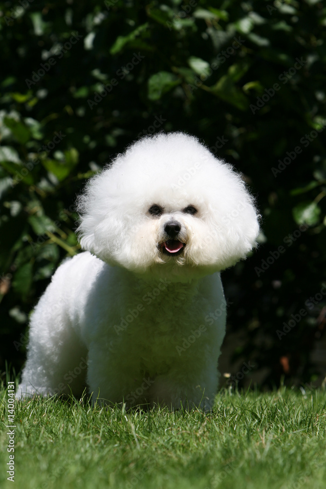 bichon frisé nous regardant de face dans le jardin en été bichon frisé nous regardant de face dans le jardin en été