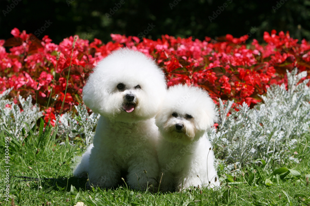 Fotografie chiot bichon frisé assis de face avec sa mère