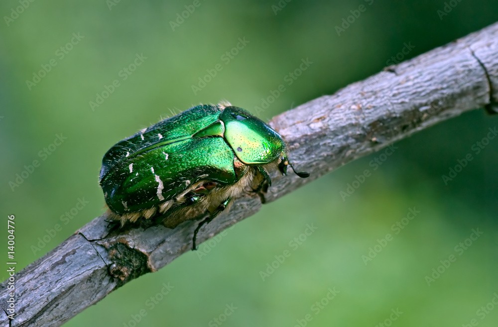 Naklejka premium Rosenkäfer