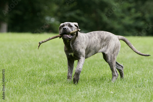 cane corso jouant avec un baton dans le jardin