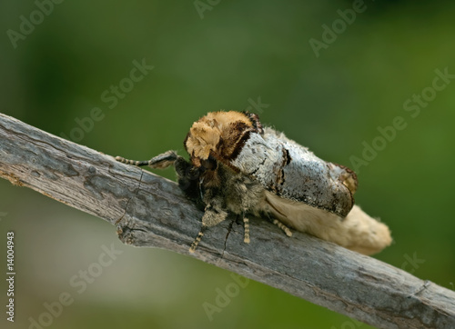 Frisch geschlüpfter Mondvogel photo