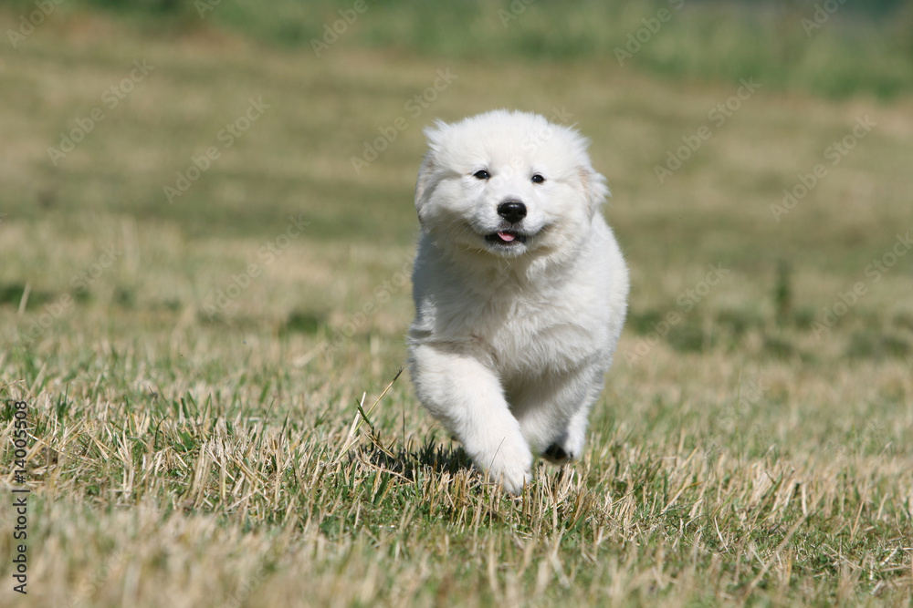 chiot montagne des pyrénées en train de courrir vu de face