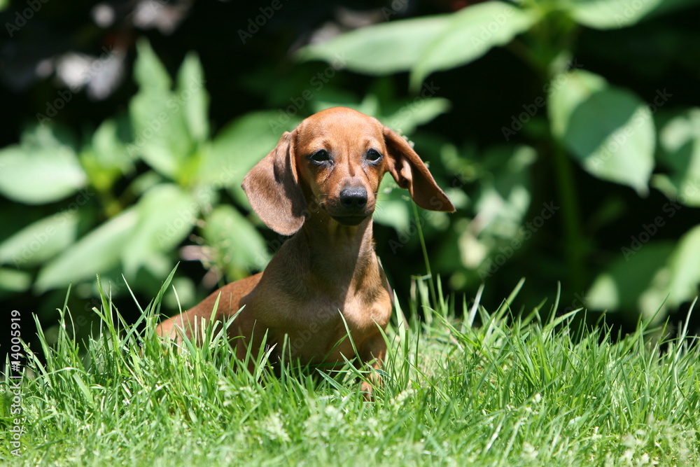 teckel a poil ras dans l'herbe dans le jardin Stock Photo | Adobe Stock