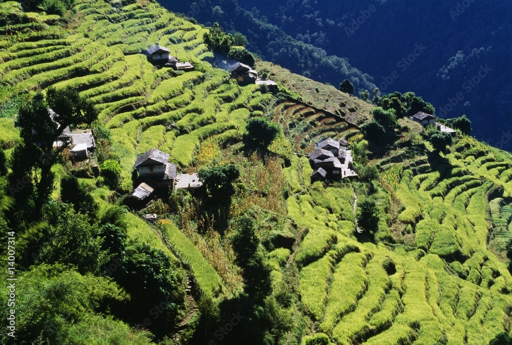 Fotografie Terraced Fields, Annapurna Region, Nepal