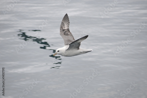 gull to fly over the sea