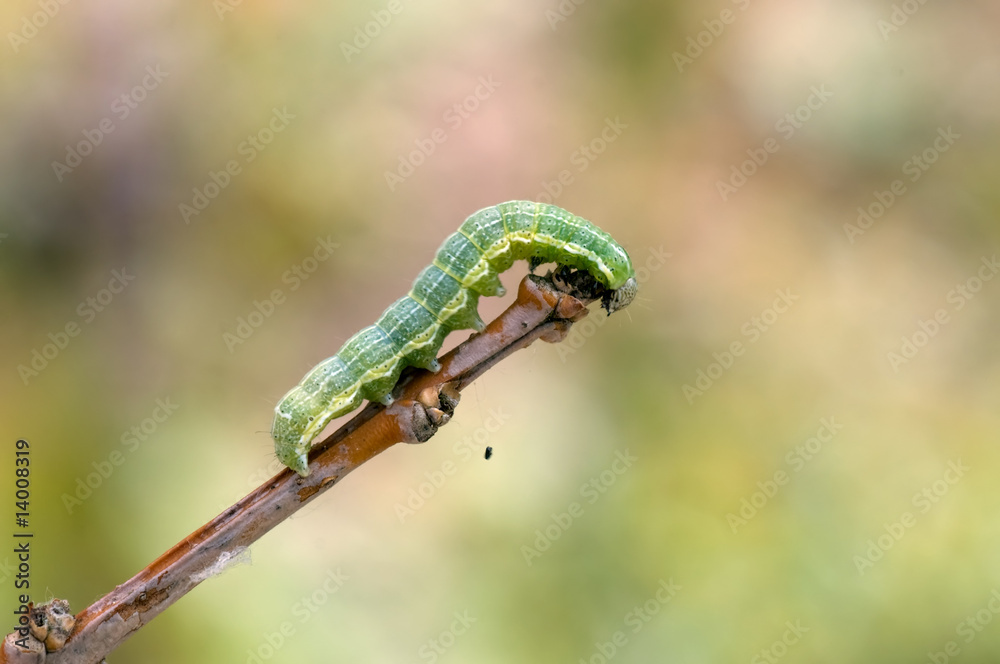 Grüne Raupe Grüne Raupe