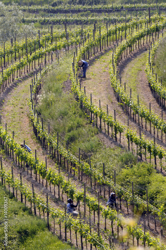 Lavori nei vigneti - Colli Orientali del Friuli - Rocca Bernarda photo