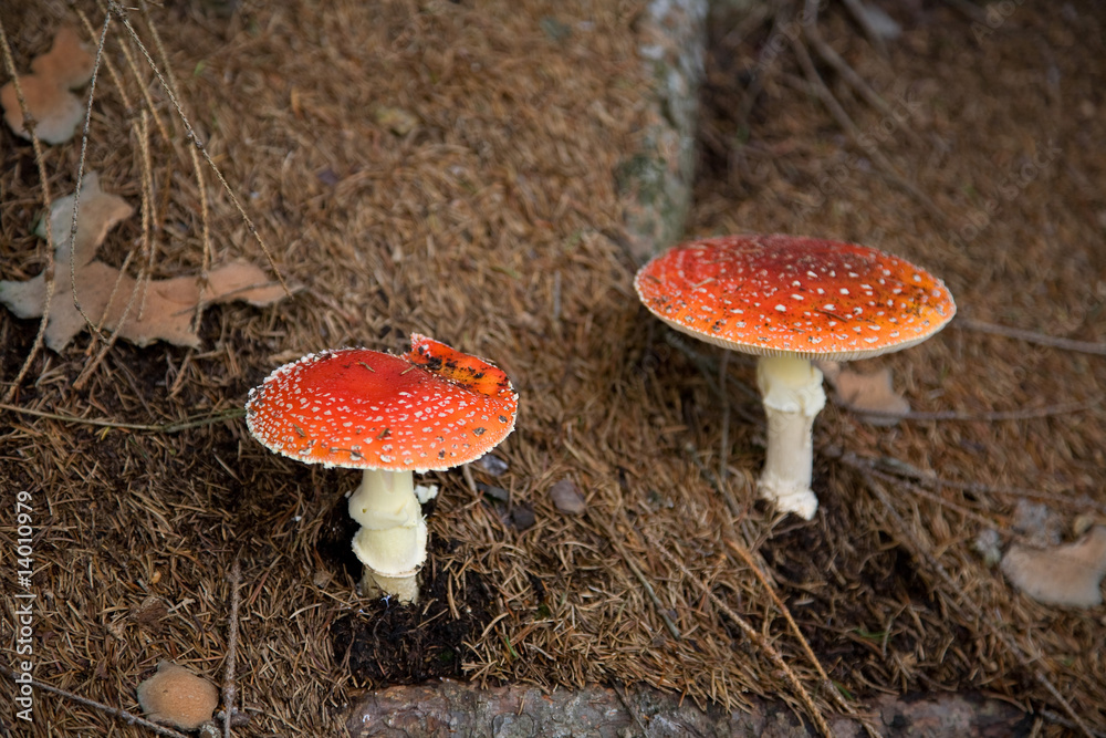 Fliegenpilz (Amanita)