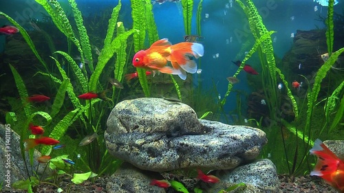 Aquarium with goldfish