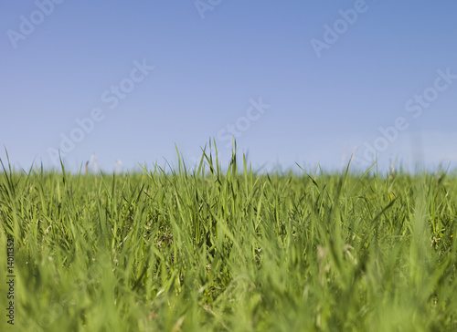 Green grass towards blue sky