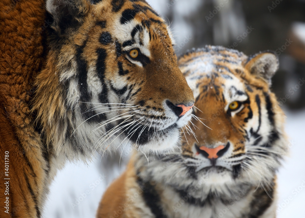 Naklejka premium Tygrysy