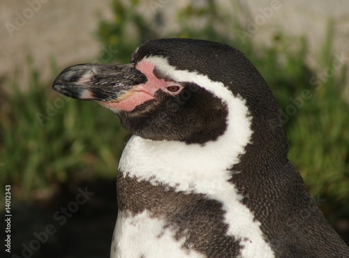Fototapeta Naklejka Na Ścianę i Meble -  Humboldt Penguin - Side Profile