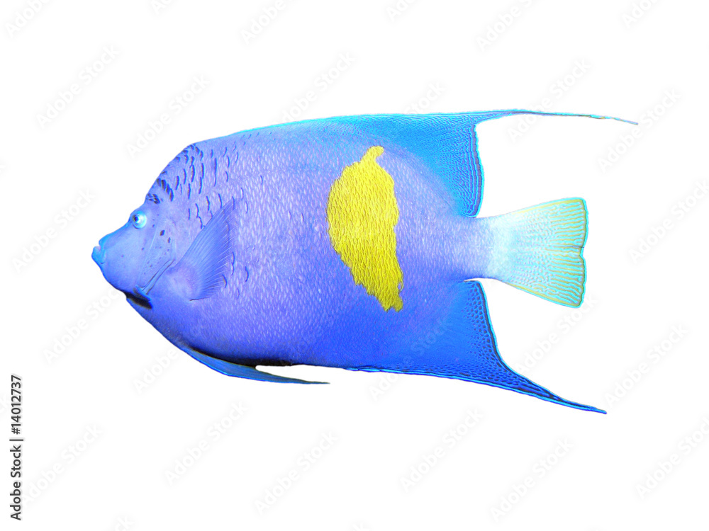 Isolated angelfish on a white background