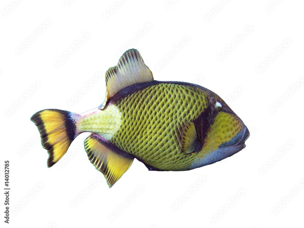 Isolated Titan Triggerfish on a white background