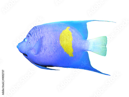 Obraz na płótnie Isolated angelfish on a white background w salonie