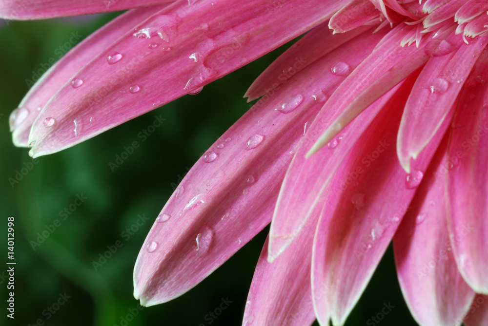 Fototapeta premium Flor