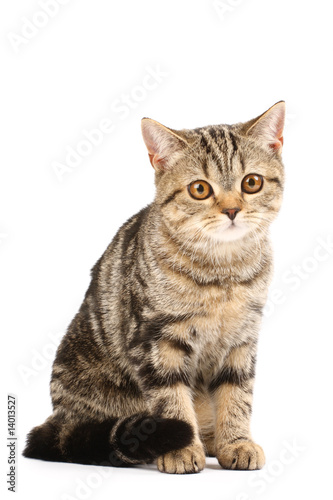 Portrait of a tabby cat © Kirill Vorobyev