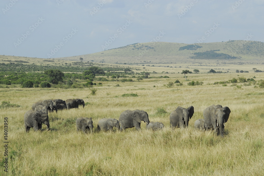 African Bush Elephant (Loxodonta africana) at Masai Mara, Kenya African Bush Elephant (Loxodonta africana) at Masai Mara, Kenya