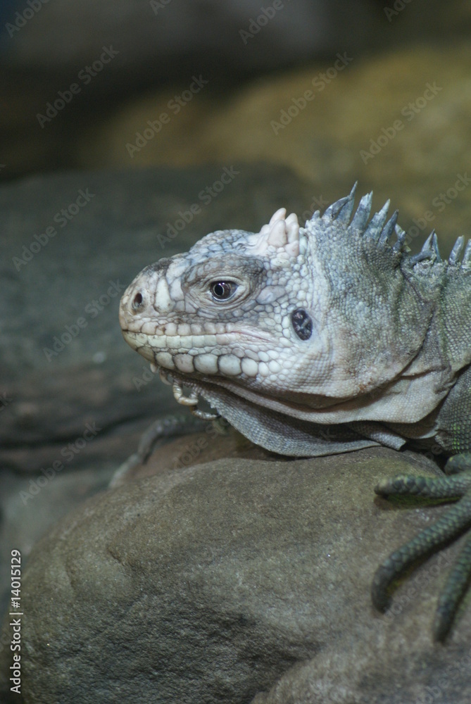 Lesser Antilles Iguana Lesser Antilles Iguana